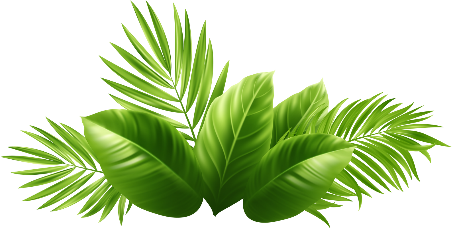 Palm leaf
